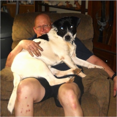 A large, short-haired, white with black mixed breed dog is laying in the lap of a smiling man in a recliner chair.